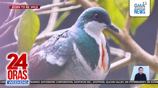 3M views · 10K reactions | Dito lang sila sa Pilipinas makikita ang mga ibong tinatawag na "Negros bleeding heart"— pero endangered o nanganganib na silang maubos! Kaya ilang sa kanila ang ipinadala sa Singapore para maparami. Nasaksihan ni Doc Nielsen Donato ng 'Born to be Wild' ang pag-uwi ng 10 sa mga ibong ito. | GMA News | Facebook