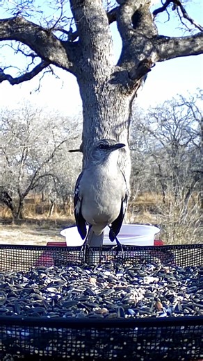 Mockingbird Mimics Hawk and More