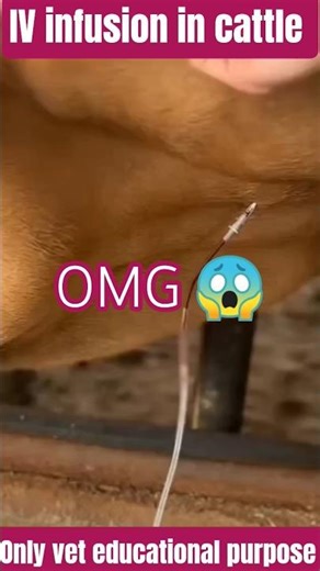IV infusion in cattle