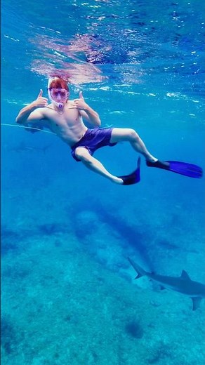 Netflix Made Me Swim With Sharks!