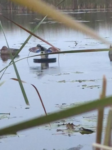 Drill hole, insert zip tie and add motion to your spread. #mojooutdoors #duckseason #higdonoutdoors #higdonbattleships #luckyduckdecoys #huntminnesota #decoys #duckdecoys #duckseason #lightandvariablewinds