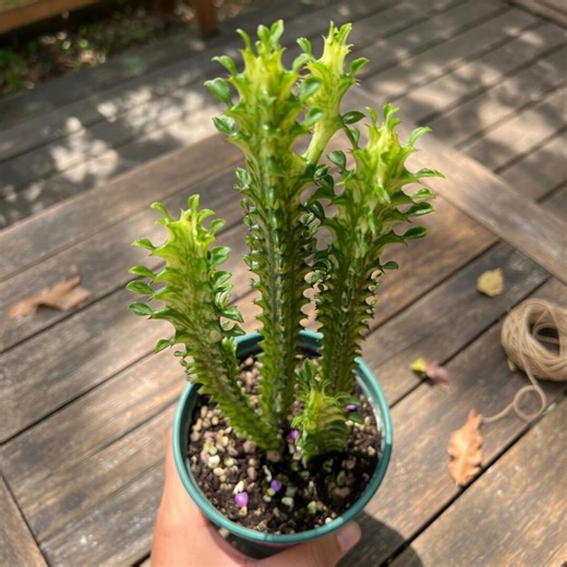 Euphorbia Cactus Plant – Exotic Succulent for Home & Garden Decor - Etsy