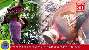 Maha Khmer News Plus on Reels