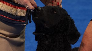 2024 NDS: Curly-coated Retriever