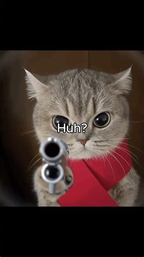 You mada faka😡 #cats #funny y #fyp