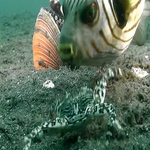 jokes - octopus, clever and clean | Whats Animals