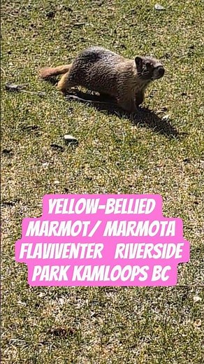 Yellow-bellied Marmots in Riverside Park Kamloops #marmot #animals #kamloops #cute #britishcolumbia