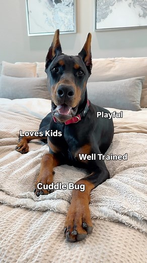 1.6K views · 1.1K reactions | I think my dog is bipolar | Axel the Doberman | Facebook