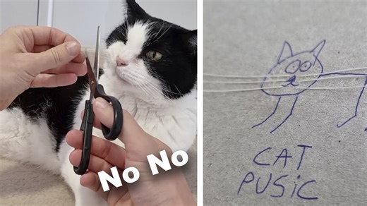 Why You Should Never Cut a Cat’s Whiskers
