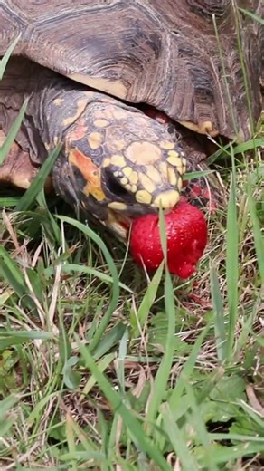 4.3K views · 152 reactions | Strawberries make Koopa’s day!  Red-footed tortoises like her enjoy a wide variety of foods, including fruits, flowers, and mushrooms. They can weigh up to 20 pounds and live for 50 years! | Seneca Park Zoo | Facebook