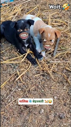 😂 मालिक के बेइज्जती 🐕😂🤣 #funny #thetharpuns #bhojpuriyathethar #comedy