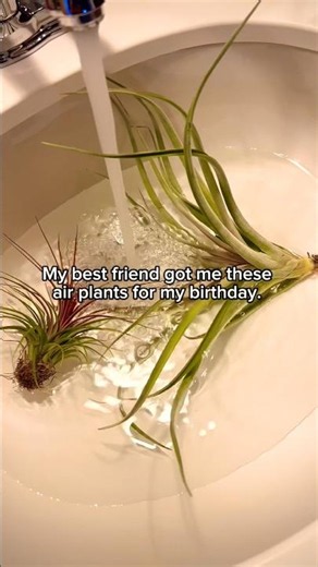 🌱 Airplant tips, gardening, botanical garden, plant tips, green thumb