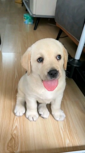 Puppy Acts on Instagram: "Look At Beautiful Puupy Follow This New Page ➡️ @puppy.acts If You Buy Anything For Your Lovely Pet Check in Bio 👉 @furry.acts . . . #dog #dogsofinstagram #dogs #puppy #doglover #dogstagram #instadog #doglife #dogoftheday #love #doglovers #pet #cute #puppylove #puppiesofinstagram #pets #instagram #puppies"