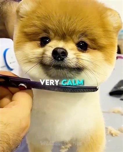 🐶 Watch This Pomeranian’s Grooming Transformation… The Final Result is TOO CUTE 😭💛 #shorts #dog