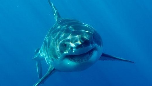 Shark myths debunked: Sharks are smart and they (really) don't like how humans taste