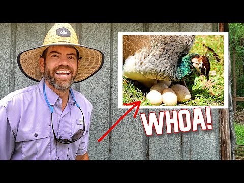 Holy Cow At All The Peacock Eggs She's Sitting On!