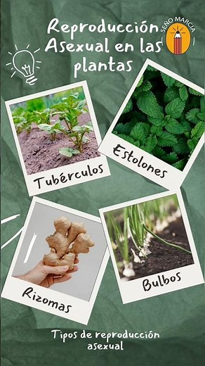 Reproducción Asexual en las plantas 🌿 #plantas