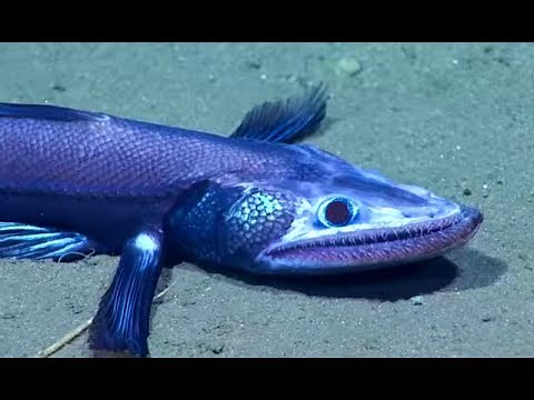 Most INCREDIBLE Recent Discoveries