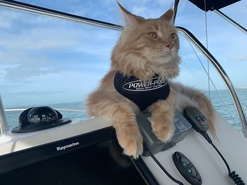 Power-Pole's Furriest Ambassador: Fisher the Maine Coon