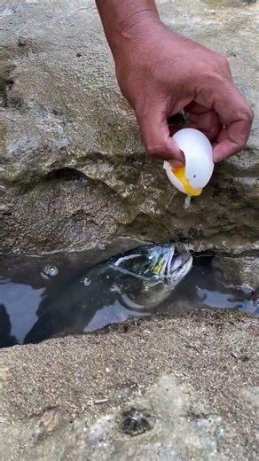 Sea Cucumber Hunt 😱 😱😱