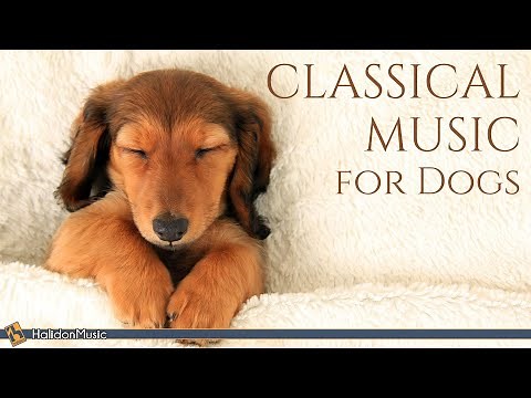 Classical Music for Dogs