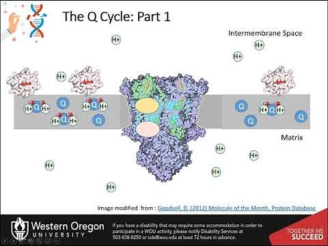 The Electron Transport Chain Part 3 of 4: Complex III - Q/Cytochrome C Oxidoreductase