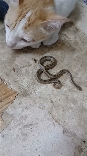 #เหมียวตัวร้าย