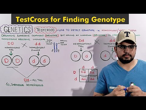 The Testcross: One Character (Mendelian Genetics)