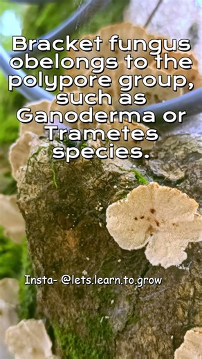 Bracket Fungi/ Trametes versicolor: The Shelf Fungus That Heals Forests #letslearntogrow #fungus