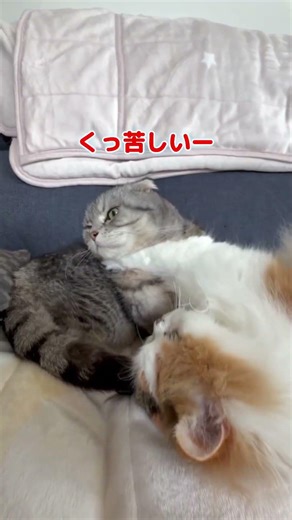 プロレスラー猫#ねこ #cat