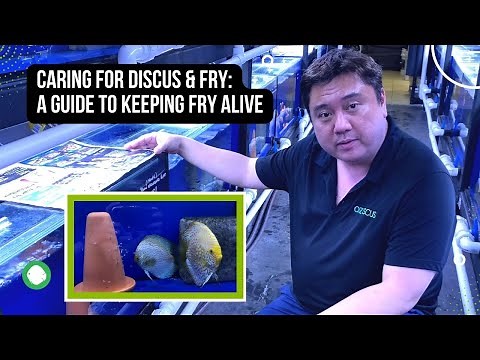Keeping Discus Fry Alive