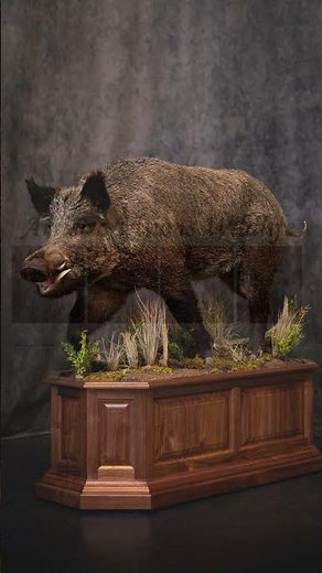 Wild Boar Life-Size Taxidermy Mount