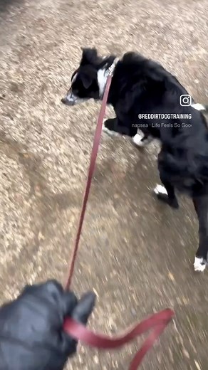 The nose knows! 👃 After taking a break during our road trip, Filbert & I are getting back to scent work-focused training. Today’s exterior search had Filbert tracking down his imprinted clove odor tin hidden by the van tire, and he nailed it! Scent work isn’t just fun enrichment; it builds confidence, focus, and problem-solving skills that align with his service dog training. So good to be back at it with this lil’ dude. | Red Dirt Dog Training, LLC