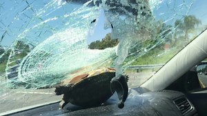 Careening turtle causes freak accident