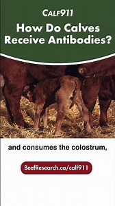 How do calves receive antibodies? #calf911
