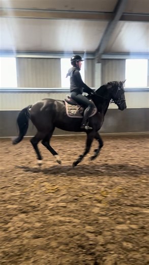 Jumping Day: Explore Our Equestrian Horses for Sale