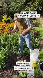 Planting a Shasta Daisy “Victoria Secret “ for from May until October. Winter hardy and lasts forever. Adding some Pheasants Eye Daffodils for flowers and fragrance. Planting time is from now. Available in webshop https://pergolanurseries.ecwid.com ALL IRELAND DELIVERY 🚚 32 Counties Pergola Nurseries Garden Corner, Virginia,Co Cavan A gardeners oasis of quality plants Open Tuesday to Saturday 10.30-6 Open Sundays 2-6 | Pergola Nurseries Garden Corner