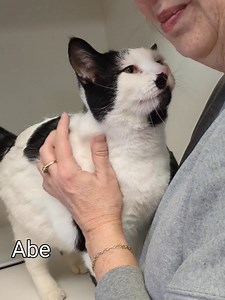 15K views · 653 reactions | Adopted Meet Abe… a 2 year old large framed cat looking for a furever family! | Genesee County Animal Control | Facebook