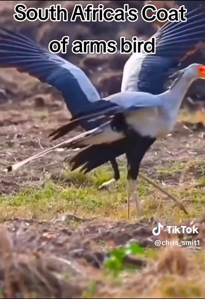 South Africa's Secretary Bird: Fierce Stomping Predator