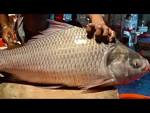 🔴 Live Fish Cutting ASMR | Fresh Seafood Processing from Market | For USA & Europe Viewers