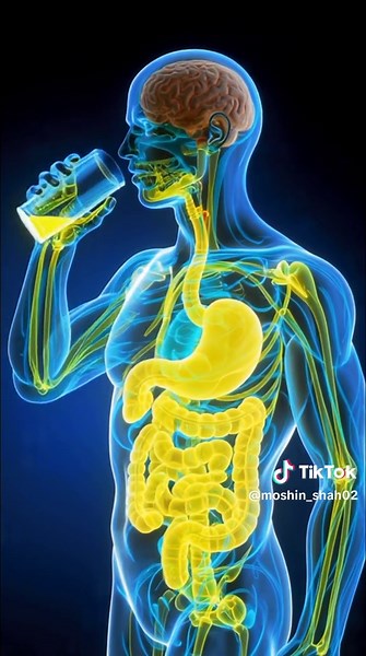 "What Happens Inside Your Body When You Drink Water?"#BodyFacts #Human...