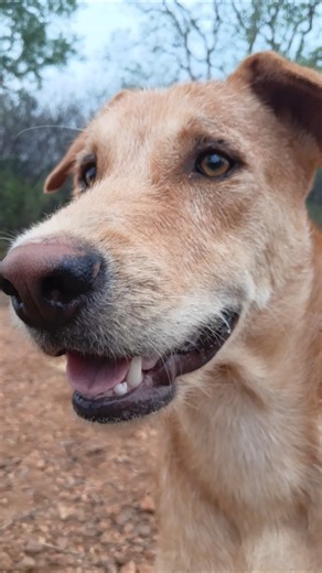 "My Dog's Serious Branch Quest 😂 Legendary Stick"