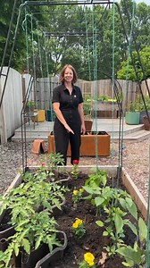 208K views · 1.3K reactions | Happy #testgardentuesday! It’s tomato time ! This week Deborah shares how we wind plants around a string trellis using a prototype of a new garden frame. Please give us your feedback. Plus, we're sharing tips for keeping these water guzzlers  hydrated all summer with our Tomato Halos. Do you have questions about growing tomatoes? Ask away!  Tomato Halos: https://bit.ly/3X84h6D #tomatogrowing #gardeningadvice | Gardener's Supply Company | Facebook