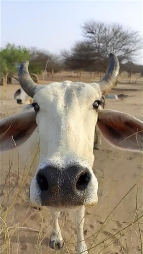 Beautiful White Cows in Village 🐄 | Short Animal Video#sorts
