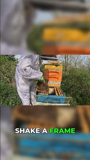 Beekeeping Pro-Tip: Safely Splitting Hives with Queen Cells