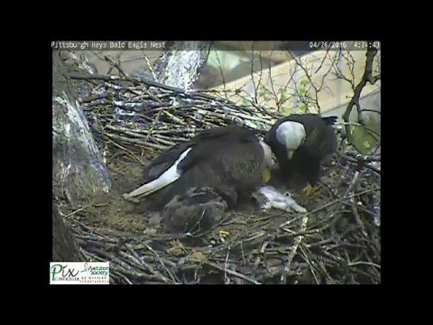 Hays bald eagles bring cat to nest for eaglets
