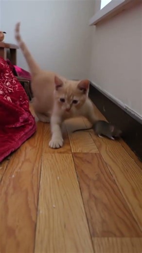 coco catches mouse 😁