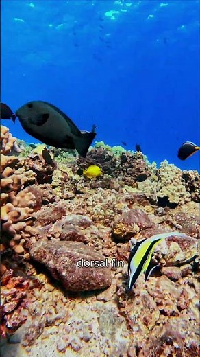 Moorish Idol: A Common Tropical Fish in Maui