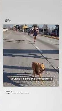Adiós a “El Chicles”, el perro corredor de Tijuana #ElChicles #Tijuana #PerroMaratonista
