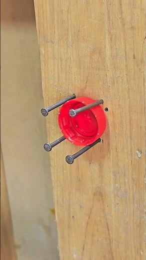 The Tree That Drinks Bottles #fyp #diy #tools #tips #woodworking